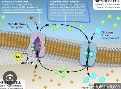 <ul><li><p>Na= flows into cell—&gt; energy released</p></li><li><p>COUPLED w/transport at another item</p></li><li><p>Na+ moving w/[gradient] established by Na+/K+ pump → drives the transport of glc against its concentration gradient</p></li></ul><p></p>