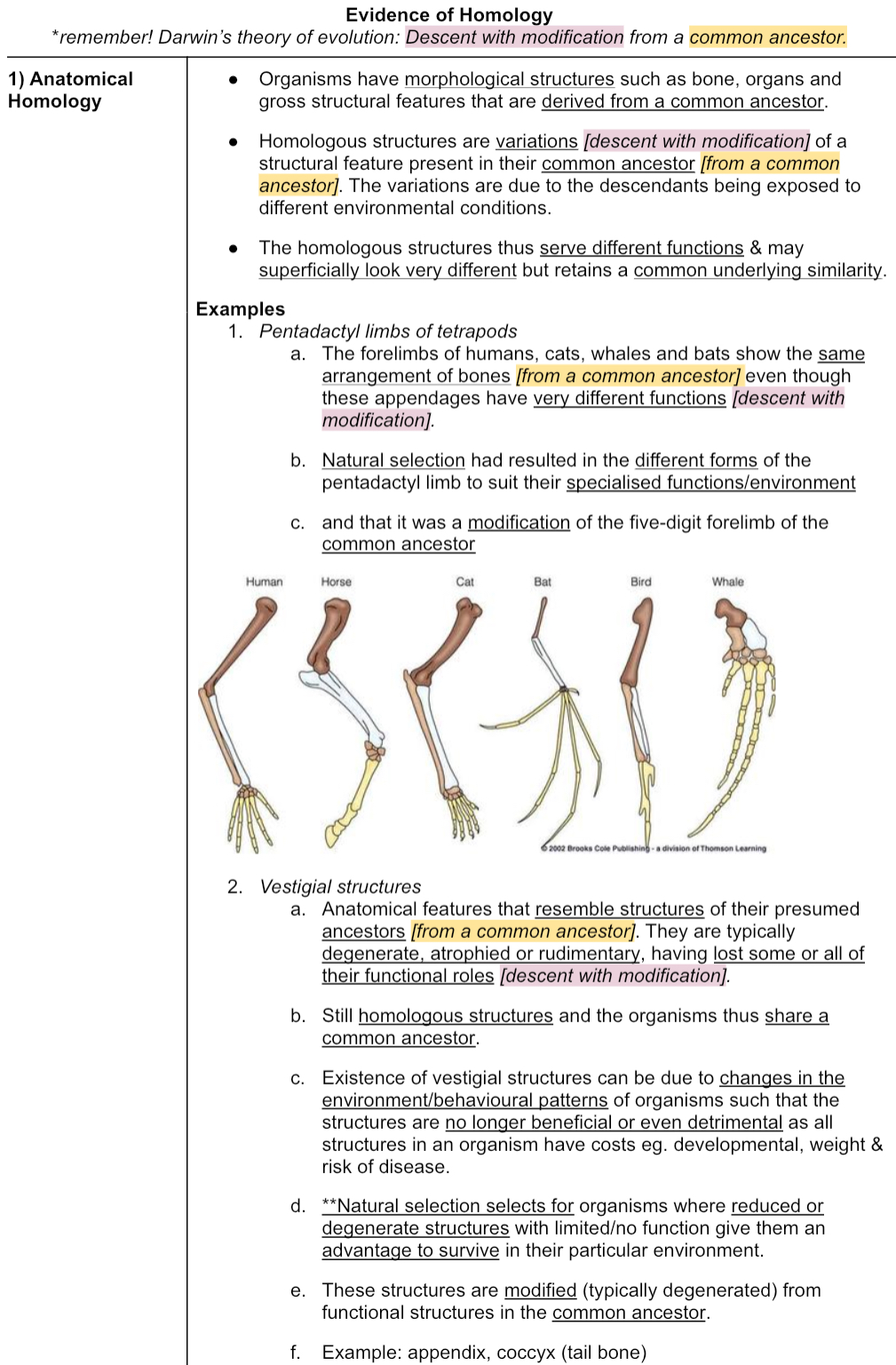<p>Anatomical homology</p>