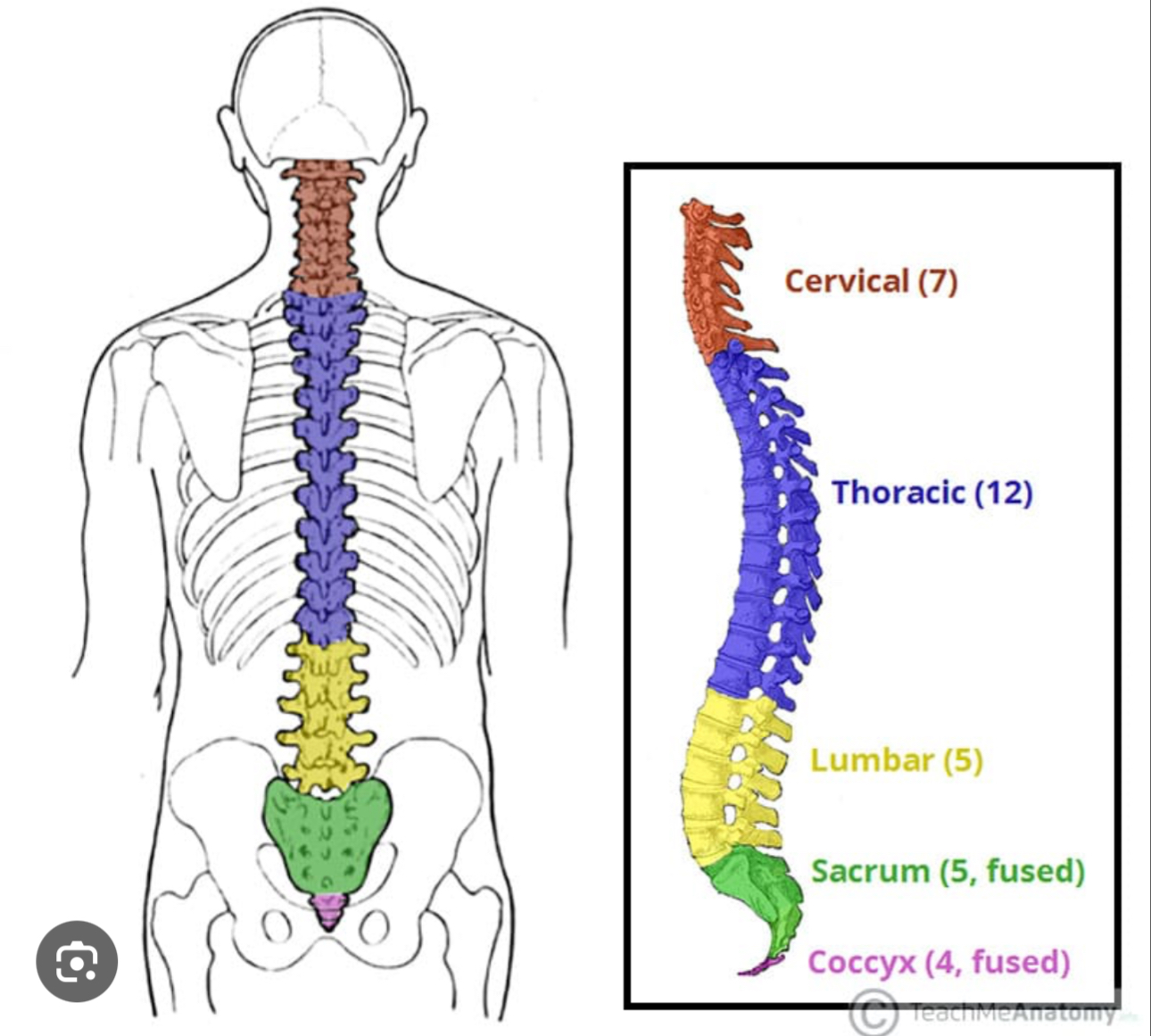 <p>The neck region of the body</p>