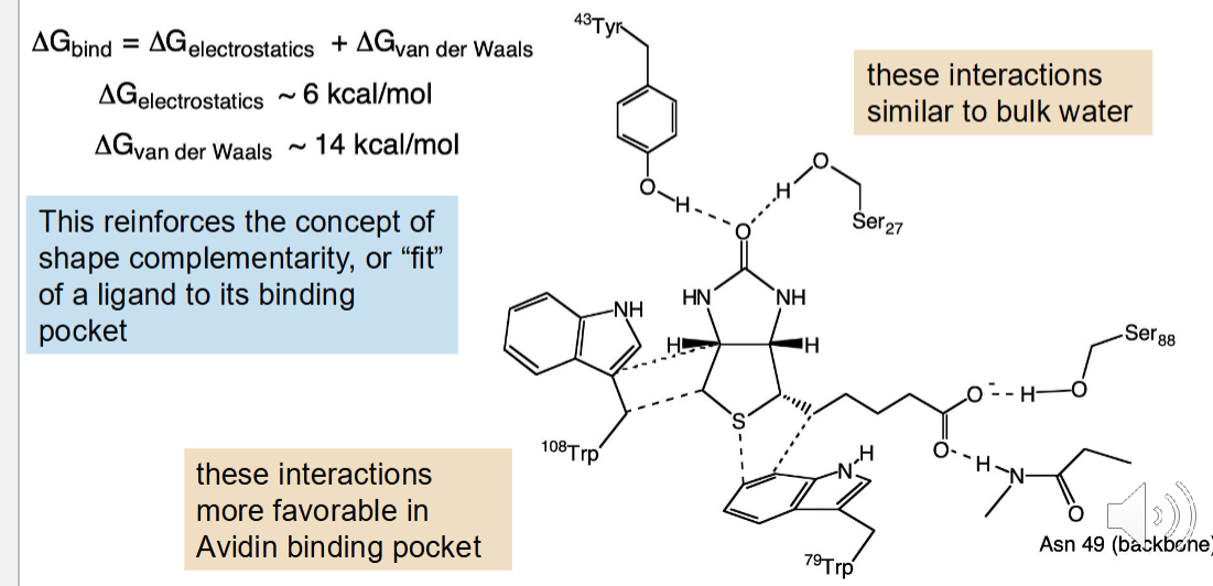 <p>Having multiple Van der Waals forces add up in energy and makes the molecule harder to dissociate vs one H-Bond </p>