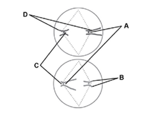 <p>A because these both have similar shapes and length</p><p></p><img src="blob:null/983aee34-8450-4ac3-a35b-8f59e3dfe8b8" width="524" height="433"><p></p>