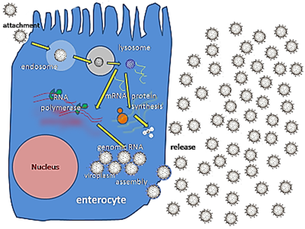 <p>Intestinal epithelial cells</p>