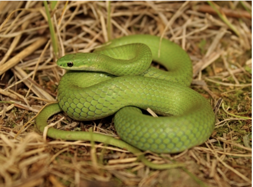 <p>Opheodrys vernalis<br>smooth greensnake<br>Colubridae</p>