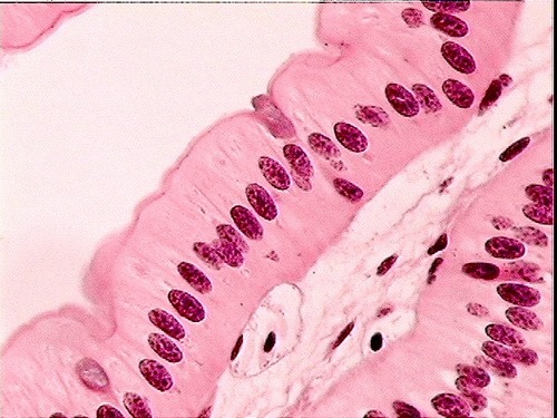 Protect tissues that lie beneath it, regulation and exchange of chemicals between underlying tissues.
