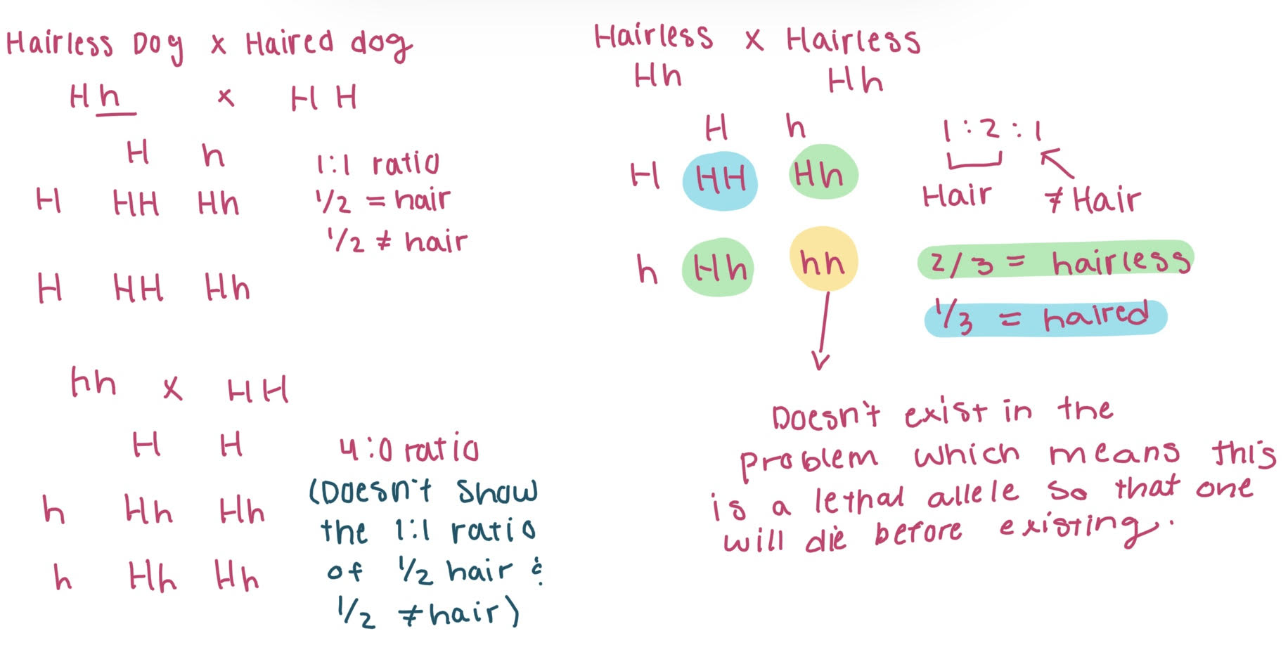 <p><span>Mexican hairless dogs are heterozygous for hairless allele; embryos homozygous for hairless are lethal (die before birth).</span></p><p></p>