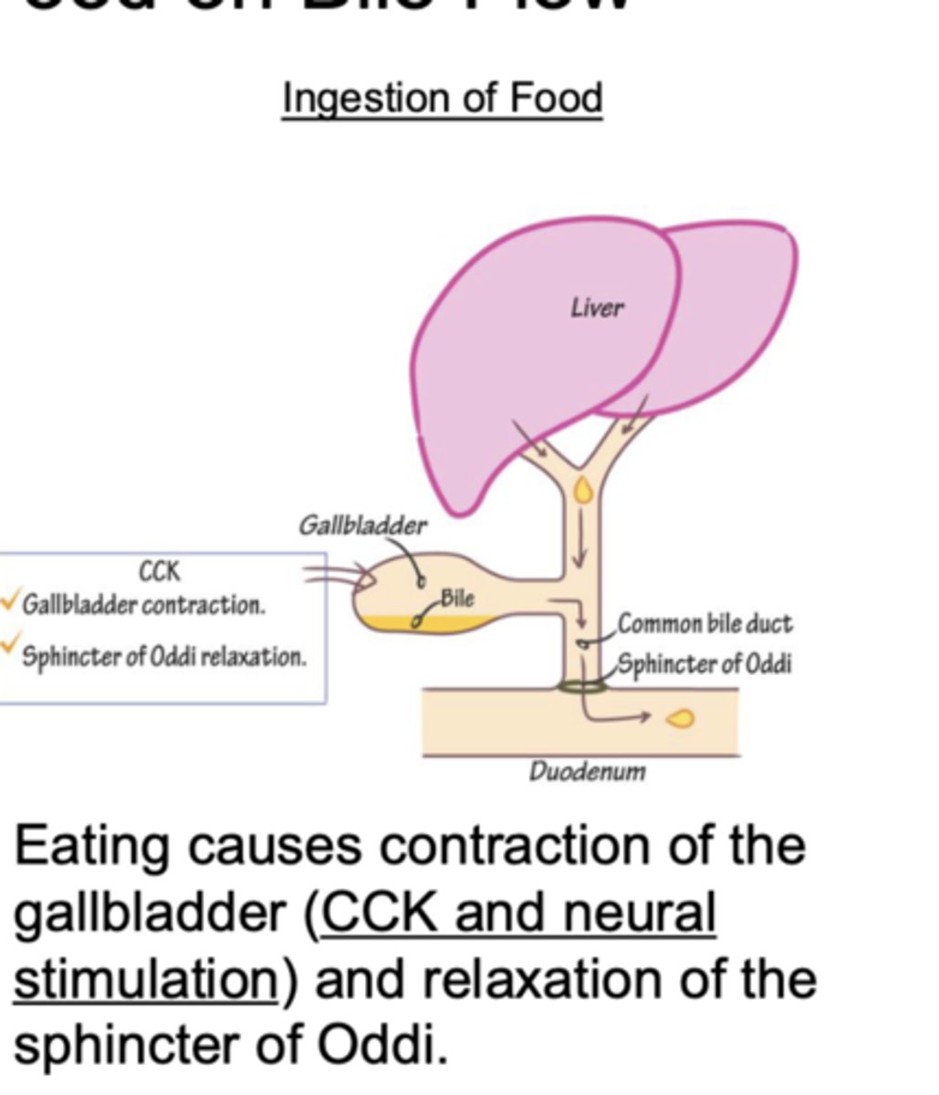 <p>increases bile flow</p><p>-increased contraction of gallbladder via CCK &amp; neural stimulation</p><p>-relaxation of Sphincter of Oddi (opening of duodenum where the common bile duct terminates)</p>