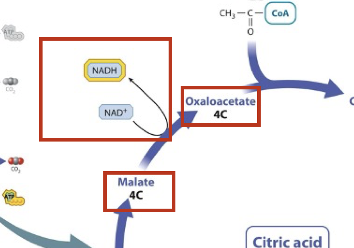 <p>4 carbon molecule converted to another form; electron carrier, NADH, formed</p>