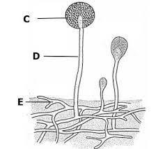 <p>name and outline functions of the 3 main parts of a multicelluar fungi</p>