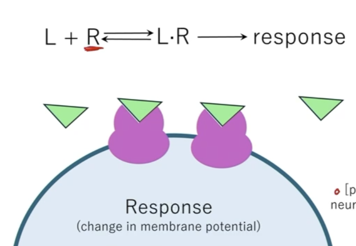 <ul><li><p>Ligand and receptors <u>bind</u> to each other = <mark data-color="blue" style="background-color: blue; color: inherit;">Ligand-receptor complex</mark></p><ul><li><p>Ligand-receptor complex is reversible</p></li></ul></li><li><p>Think of their interactions through the <strong><mark data-color="#fffea9" style="background-color: rgb(255, 254, 169); color: inherit;">Law of Mass Action</mark></strong></p><ul><li><p><span style="color: blue;">The rate of reaction (rate of creating the complex and then giving a response) is proportional to the mass of the reactants</span></p></li><li><p>Can then increase response by:</p><ul><li><p><strong>Increasing number of receptors</strong></p><ul><li><p>More possible binding sites</p></li></ul></li><li><p><strong>Increase mass (number) of ligand</strong></p><ul><li><p>Because ligand-receptor complex can spontaneously unbind, more ligand will increase the likelihood of getting binding and then getting a response</p></li></ul></li></ul></li></ul></li></ul><p></p>