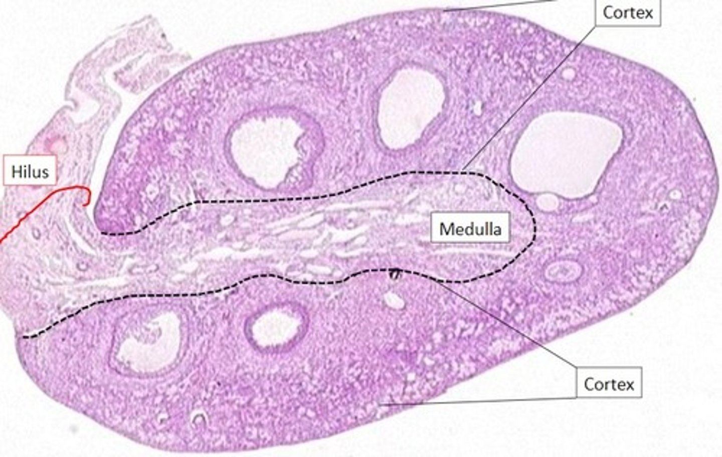 <p>The opening on medial side of the ovary which leads into the renal sinus and through which the ovarian blood vessels and nerves enter/leave the ovary</p>