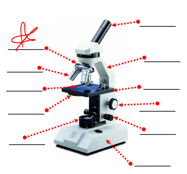 <p>this part of a microscope</p>