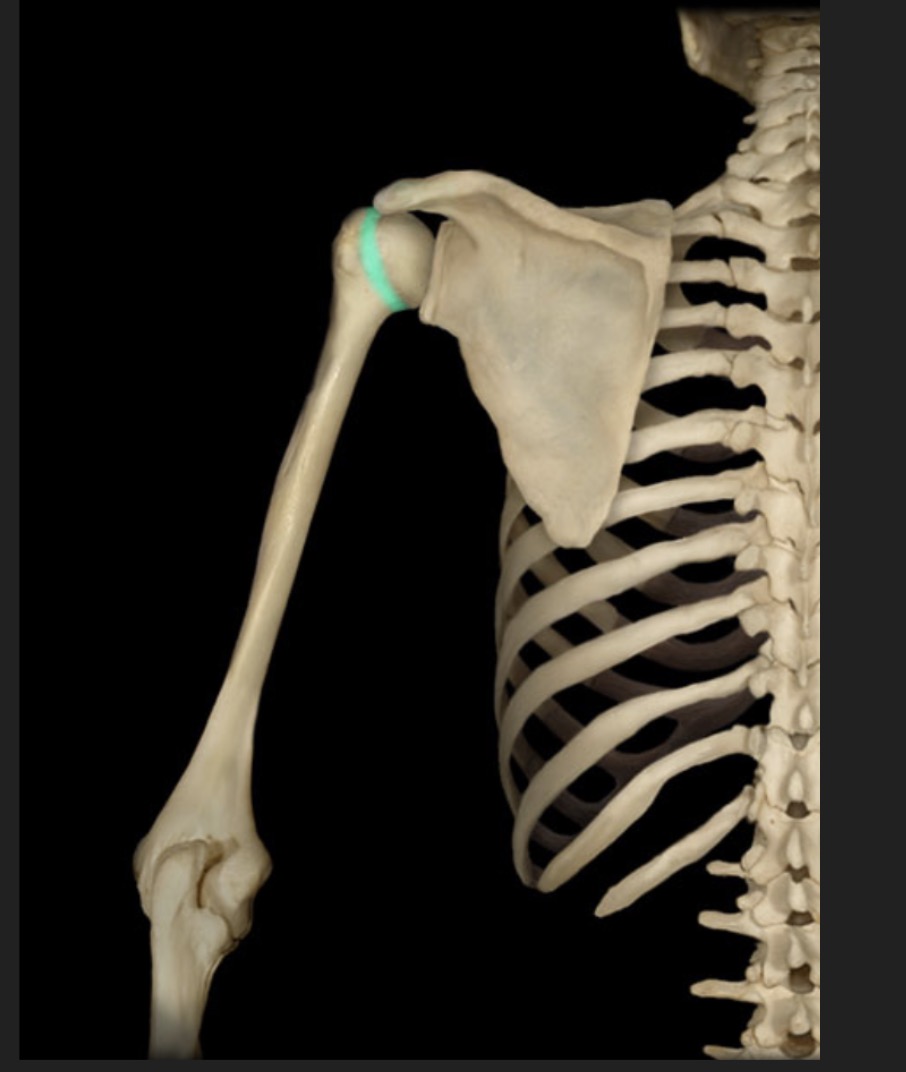 <p><span style="font-family: Arial, sans-serif; color: rgb(45, 59, 69)">tapering of the humerus immediately inferior to the head</span></p>