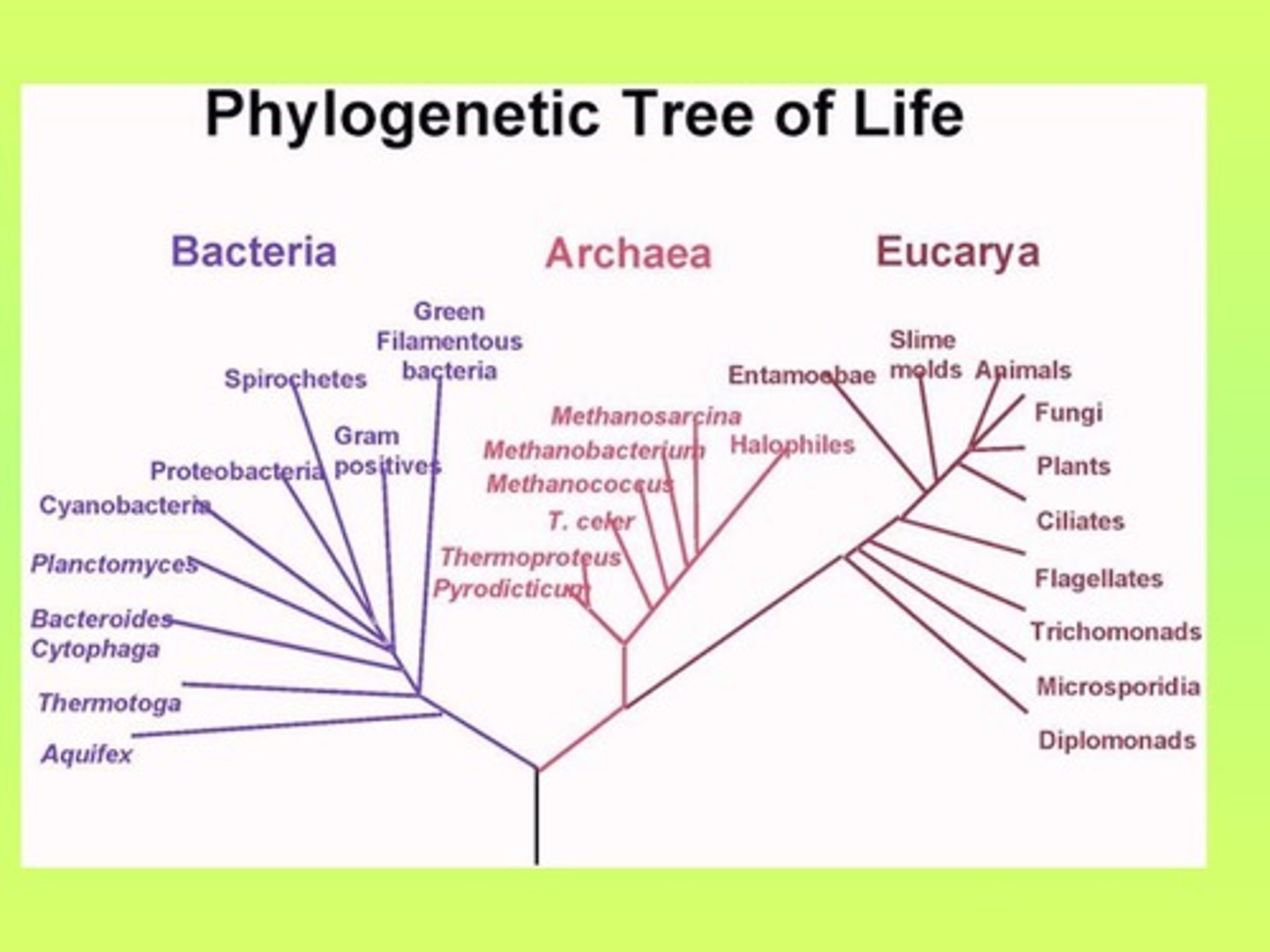 <p>A branching diagram that represents a hypothesis about evolutionary relationships.</p>
