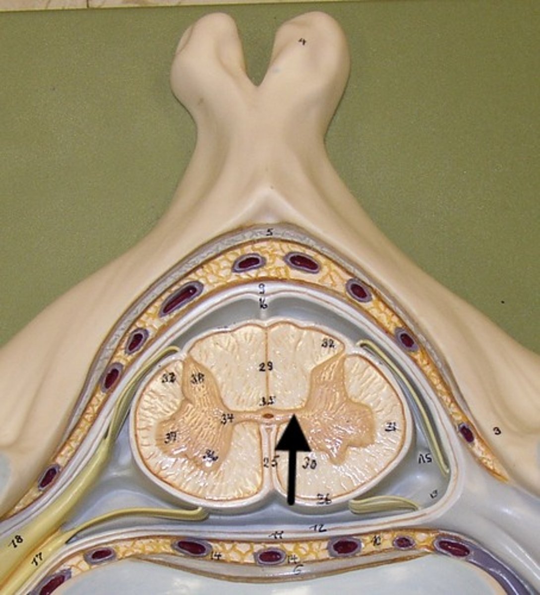 <p>Connects left and right gray matter horns.</p>