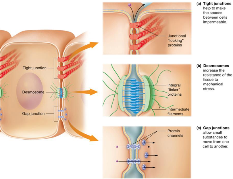 <ul><li><p>Tissues need to closely fit together</p></li><li><p><strong><u>Tight junctions</u>: </strong>prevent molecules from passing through intercellular space</p></li><li><p><strong><u>Desmosomes</u>: </strong>anchoring junctions, internal tension-reducing fibers</p></li><li><p><strong><u>Gap Junctions</u>: </strong>intercellular communication, protein channels</p></li></ul><p></p>