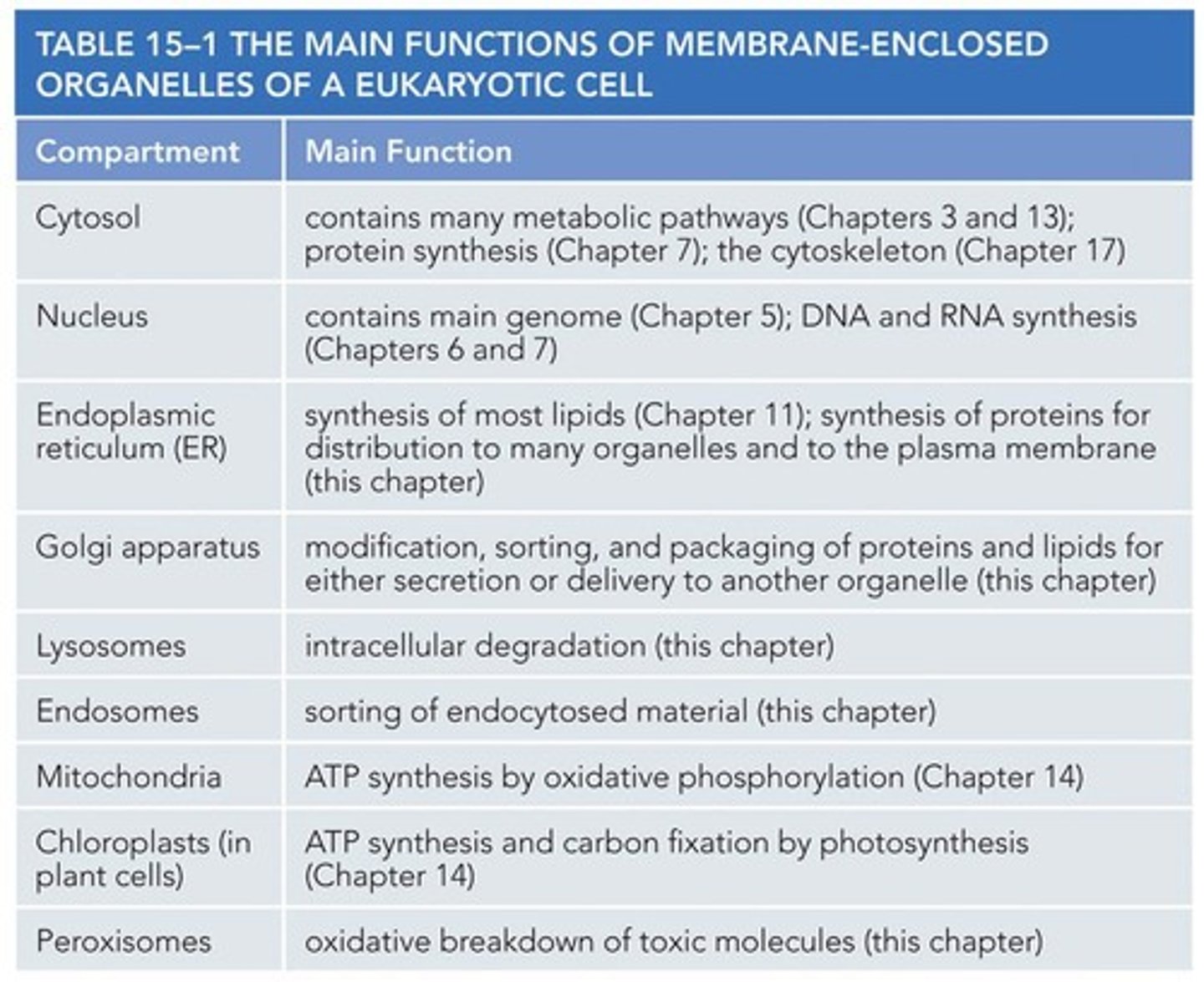 <p>Contains many metabolic pathways; protein synthesis; the cytoskeleton</p>