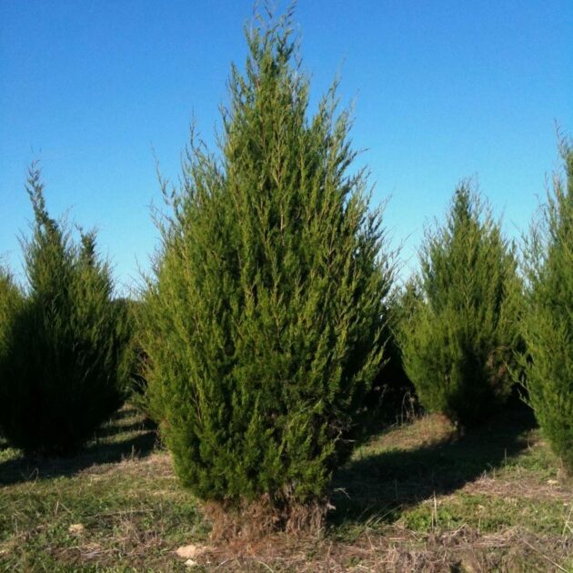 Eastern redcedar