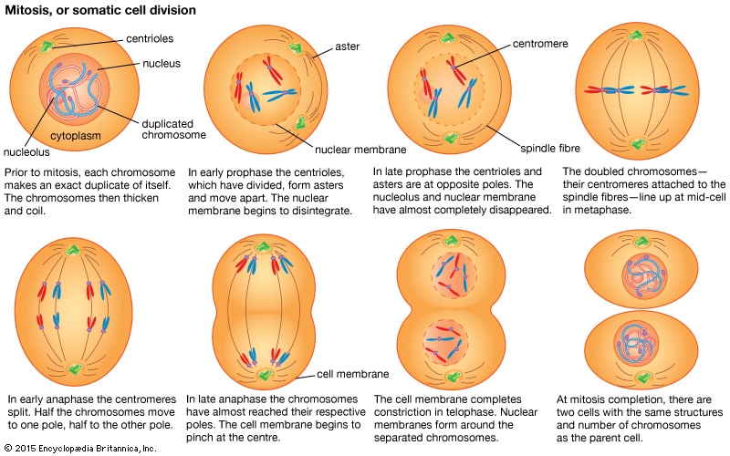 <p>Interphase - growth 1 - regular lifecycle, synthesis - chromosomes duplicate and prepare for division, growth 2 - growth prep for mitosis</p><p>Prophase - Centrioles go to opposite ends of the cell, nuclear membrane starts to disappear, spindle fibres start to form, nucleolus disappears, chromosomes condense</p><p>Metaphase - chromosomes line up on metaphase plate and spindle fibers attach</p><p>Anaphase - Chromosomes are pulled apart to opposite ends of the cell</p><p>Telophase - Nuclear membrane begins to reform, spindle fibers break down</p><p>Cytokinesis - Cell splits</p><p>2 diploid daughter cells are formed</p>