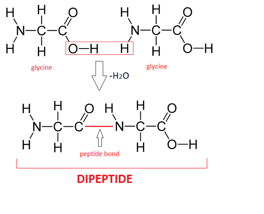 <ul><li><p>2 proteins bonded with a peptide bond through a concentration reaction</p></li></ul><p></p>