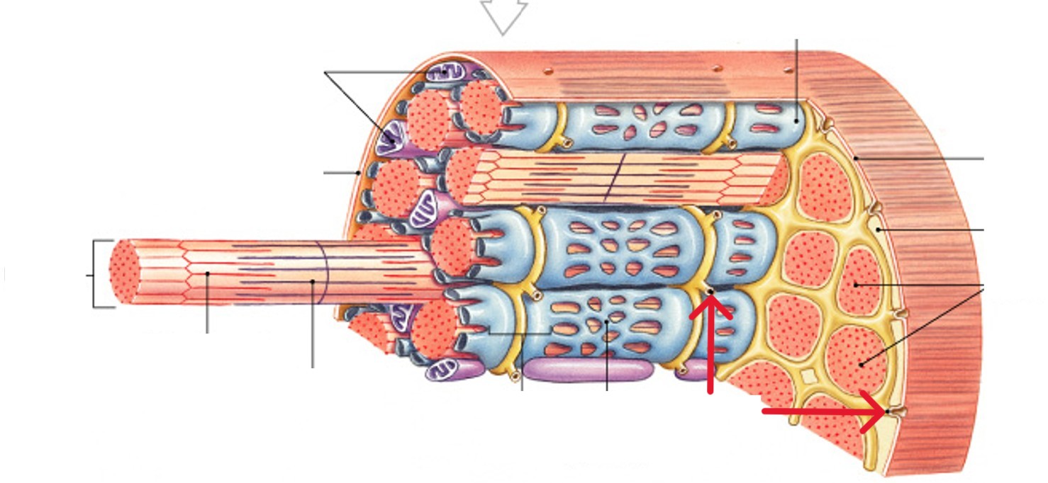 <p>Which part of the muscle fibers is:</p><ul><li><p>Transmit action potential through cell</p></li><li><p>Allow entire muscle fiber to contract simultaneously</p></li><li><p>Filled with extracellular fluid</p></li></ul><p></p>