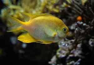 <p>Golden</p><p style="text-align: start">Damselfish</p>