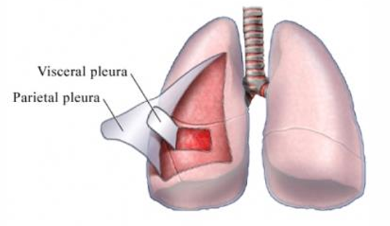 <p><span>Pleural space</span></p>