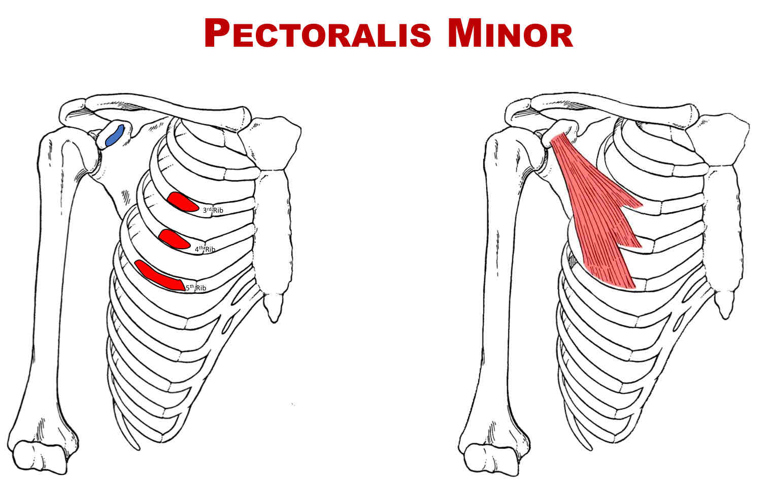 <p>Actions of Pectoralis Minor</p>