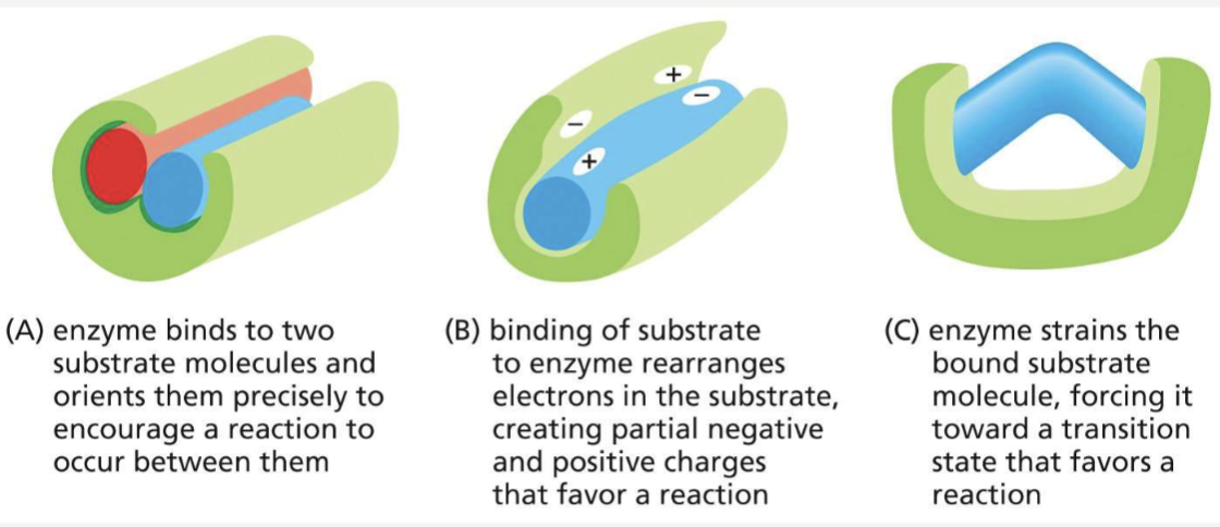 <p>orient substrates, rearrange electrons, or bend bonds to reach a transition state</p>