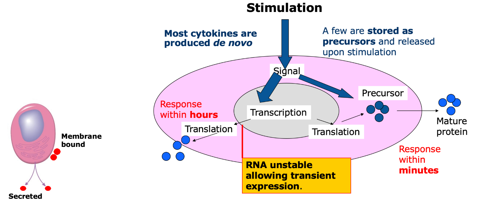 <p>Soluble proteins/glycoproteins produced by cells</p><p>important signalling molecules, especially in the context of inflammation and innate immunity. </p><p>examples include Chemokines (CXCL8, a specific group)</p>