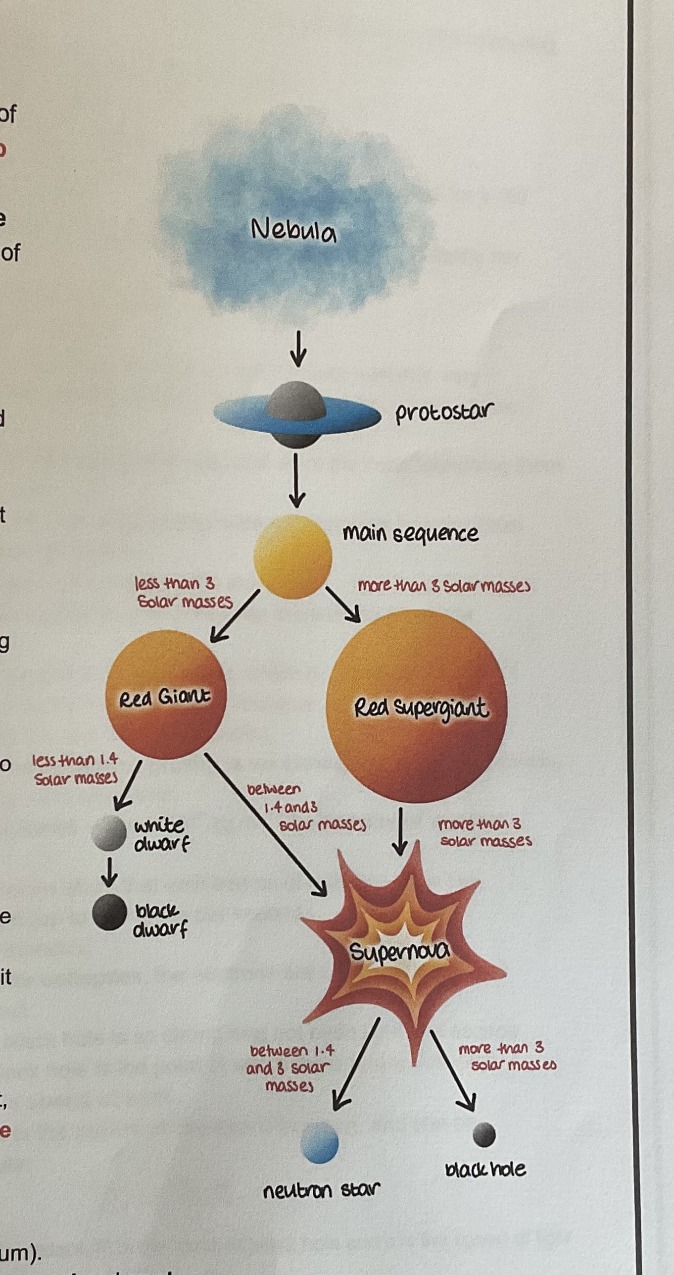 <p>Protostar ,main sequence, red giant, white dwarf, red super giant, supernova, neutron star, black hole</p>