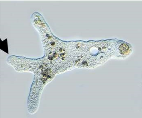 <p>many are amoebas, protists</p>