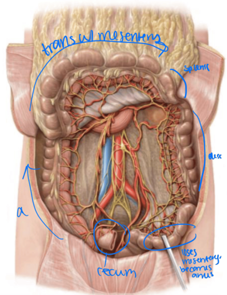 <p>The cecum is located in the</p>