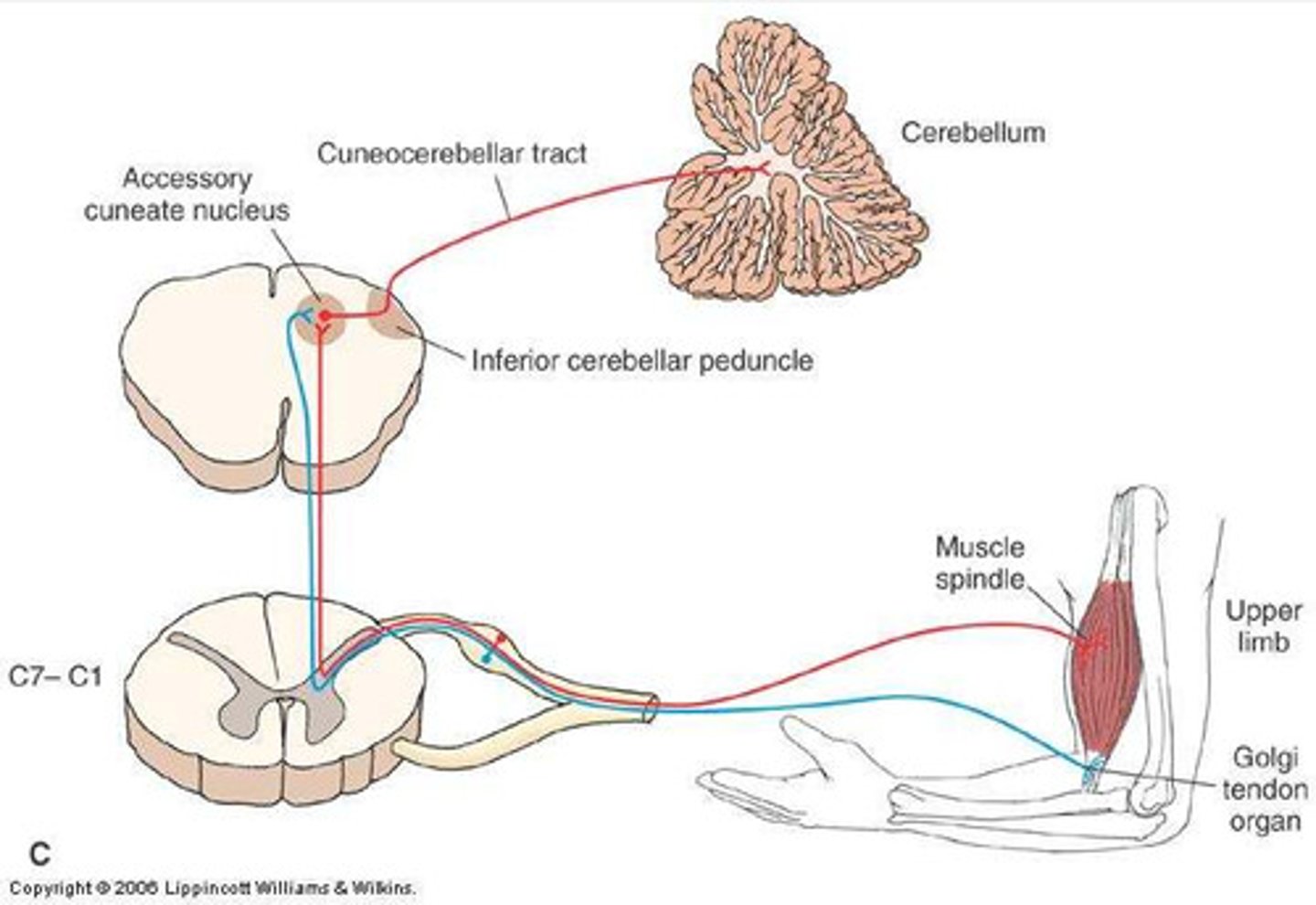 <p>- Motor pathway where messages are sent from the cortex to the muscles</p><p>- Coordinates movement/posture</p><p>- Subconscious process</p>