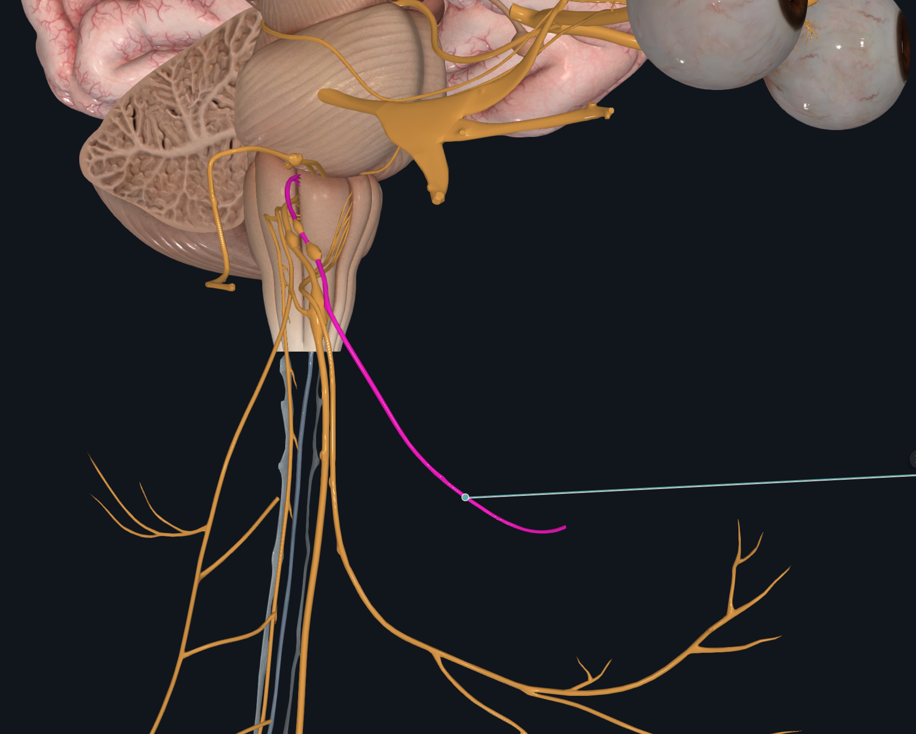 <p>Swallowing, secretion of saliva</p><p>Taste from back of tongue, somatic sensation of oral cavity, blood-pressure monitoring</p>