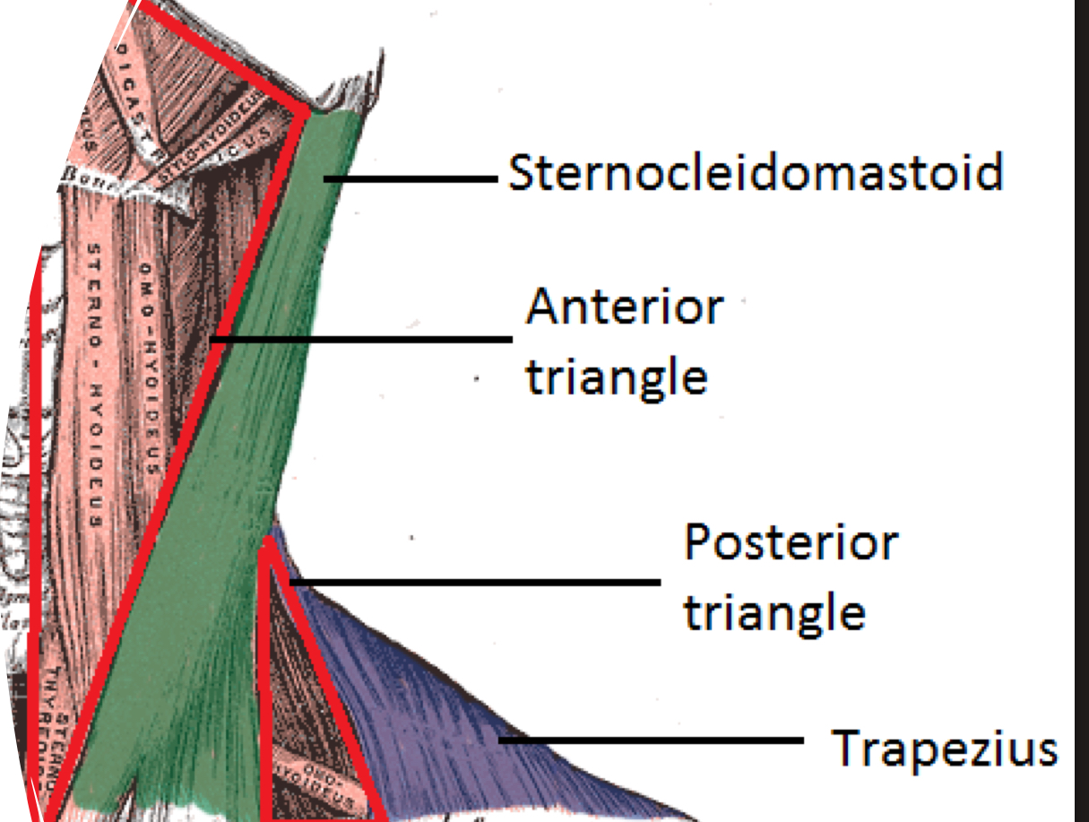 <p>Posterior triangle of neck</p>