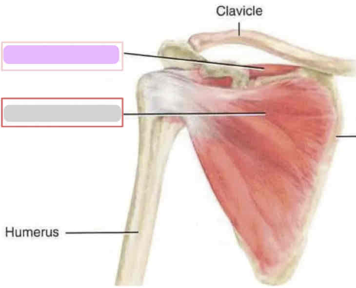<p>Anterior rotator cuff (deep)</p>