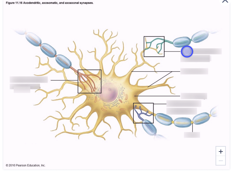 * Synapse connections between axon terminals of 1 neuron and dendrites of others 