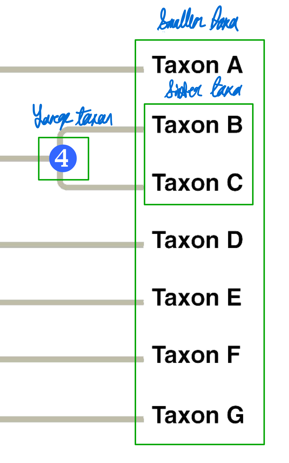 <ul><li><p>Smaller taxa are found at the fingertips, while bigger taxa can be akin to a hand with those fingertips.</p></li><li><p>Sister taxa are taxa that share a recent common ancestor.</p></li></ul><p></p>