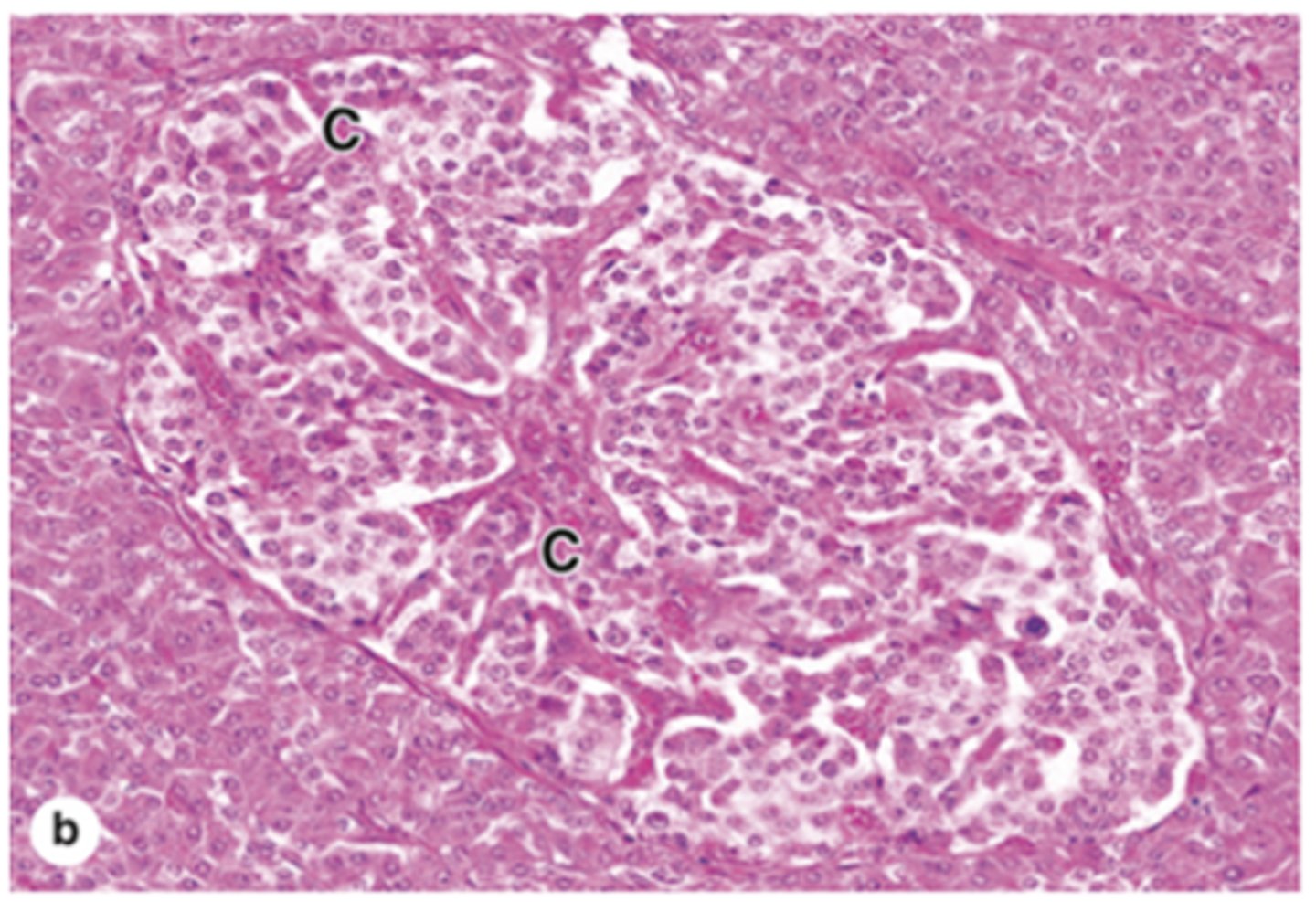 <p>How are the cells in the pancreatic islets? </p>