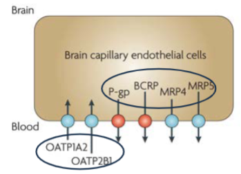 <ul><li><p>Epithelial occluding zonulae (tight junctions) and luminal expression of p-gp, BCRP and MRP efflux transporters all heavily limit drug transport to the brain (protects brain)</p></li><li><p>OATP1A2 is one of the few luminal influx transporters at the blood brain barrier, and substrates of this transporter can achieve significant brain concentrations</p></li></ul>