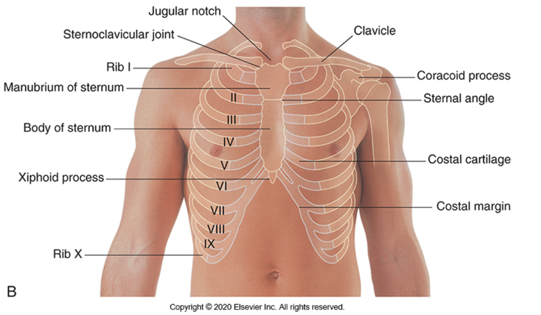 <p><span><span>surface landmarks are used. When locating the heart, we can use the bony landmarks of the thoracic cage; for example, counting ribs and intercostal spaces (the spaces between the ribs).&nbsp;</span></span></p>