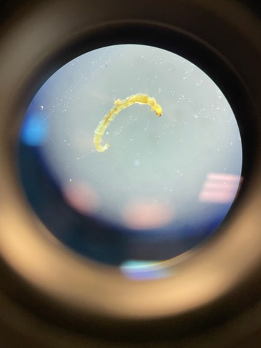 <p>FEATURES:</p><p>- found in lentic/warmer systems</p><p>- can also be found in slow moving lotic streams</p><p>- are detritivores</p><p>- are dominant in polluted waters (poor water quality)</p><p>- has a pill (head like plate)</p><p>- has a pair of unjointed legs at rear</p>