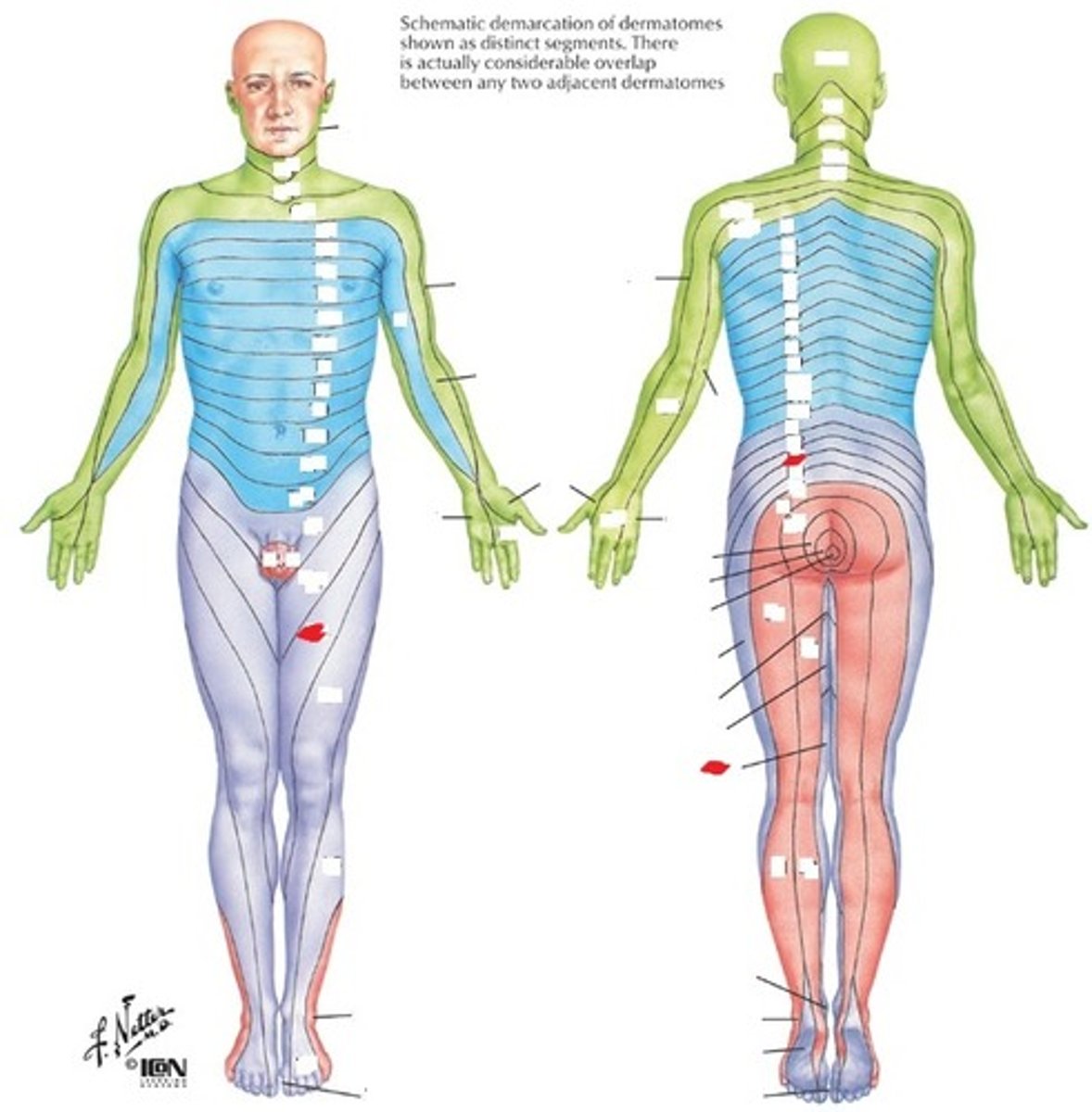 <p>Anterior distal thigh and medial knee</p>