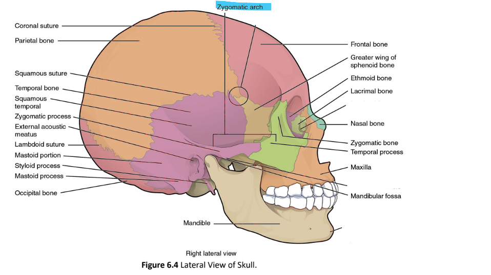 <p>zygomatic arch</p>