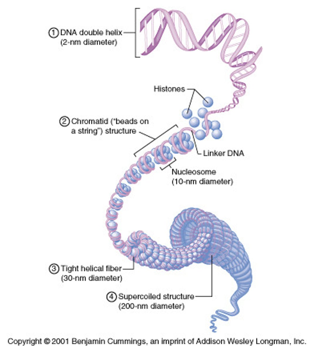 <p># it has depends on species; located in the nucleus; made up of chromatin which is composed of DNA which coils around histone proteins to form nucleosomes which interact with one another to form coils and supercoils that make up chromosomes</p>