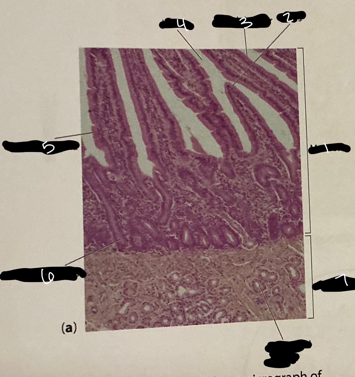 term image