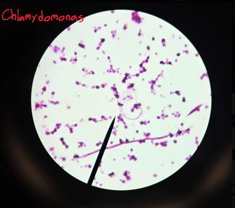 <p>What is chlamydomonas’ body form and environment?</p>