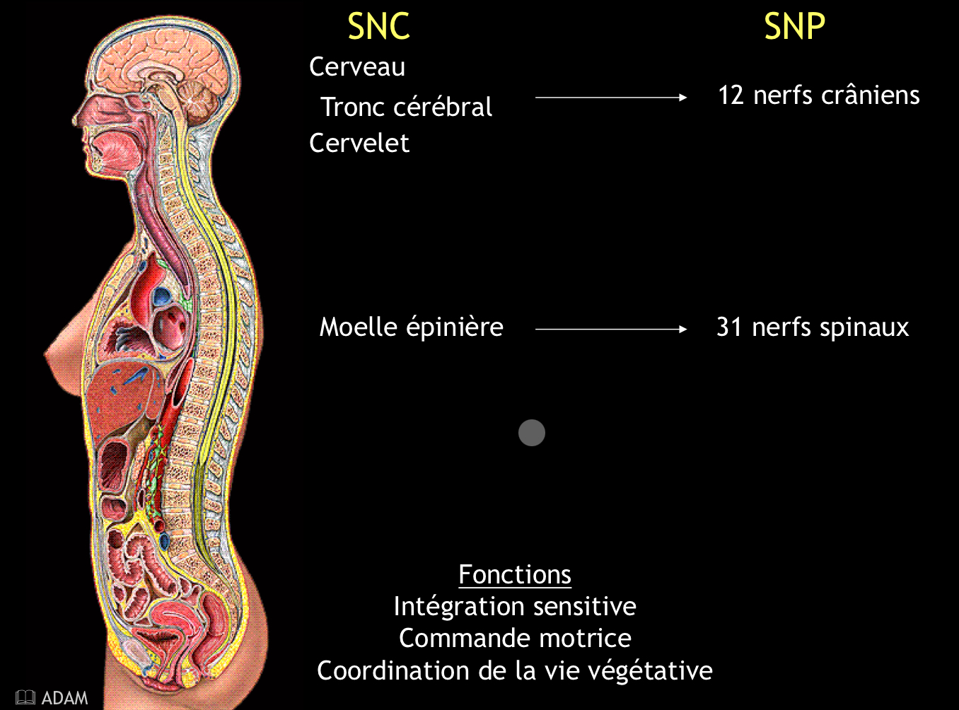 <p>Il y a 31 paires de nerfs spinaux</p>