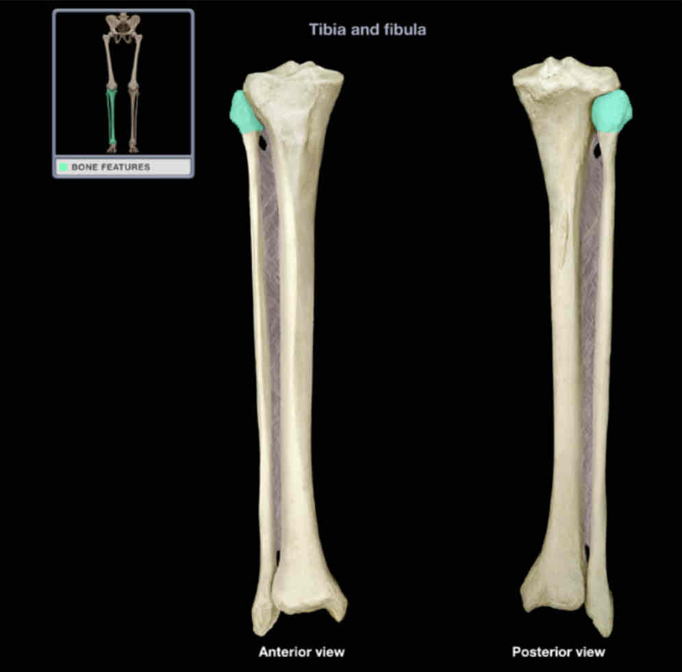 <p>Head of fibula </p>
