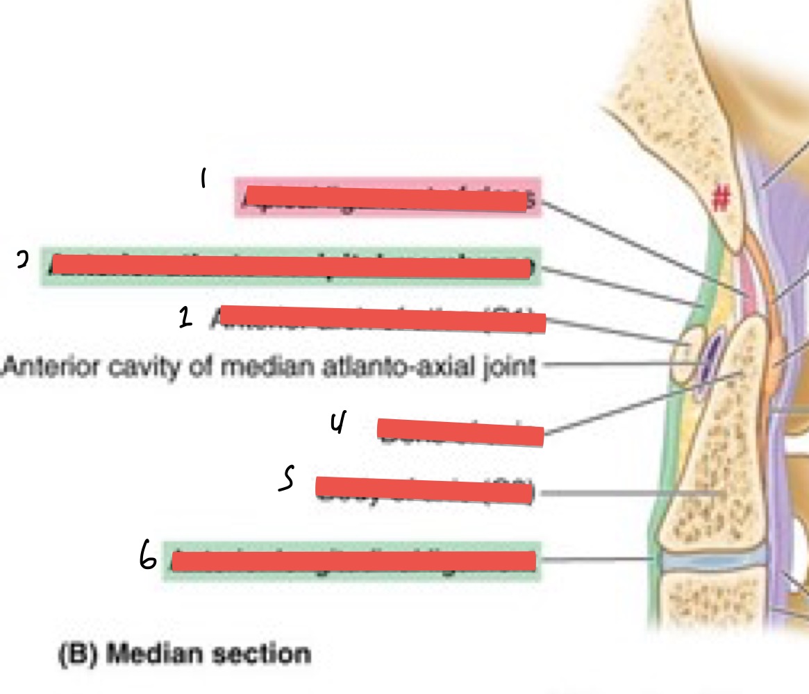 <ol><li><p>apical ligament of dens</p></li><li><p>ant. atlanto-occipital membrane</p></li><li><p>ant. arch of atlas</p></li><li><p>dens of axis</p></li><li><p>body of axis (c2)</p></li><li><p>ant. longitudinal ligament</p></li></ol><p></p>